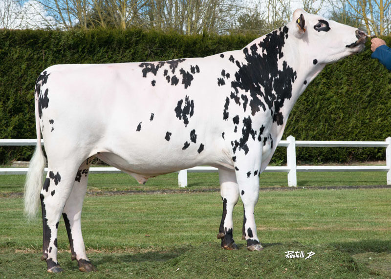 Luigi-BGT (Eolonne), taureau de race normande