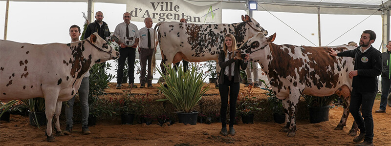 NEIGE, HAMADA2 et MUSCADE sur le ring du concours départemental ornais, entourées des éleveurs. Photo de Guillaume MOY