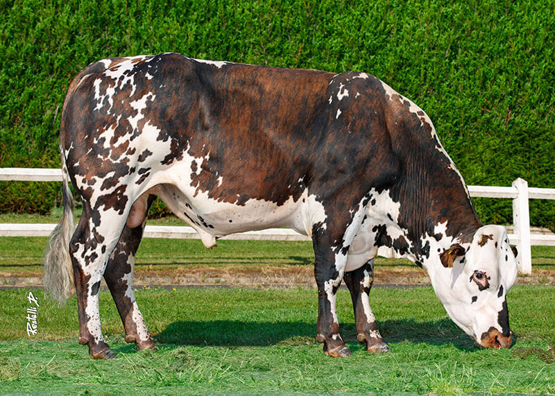 Pharaon JC, taureau normand, double porteur du gène culard